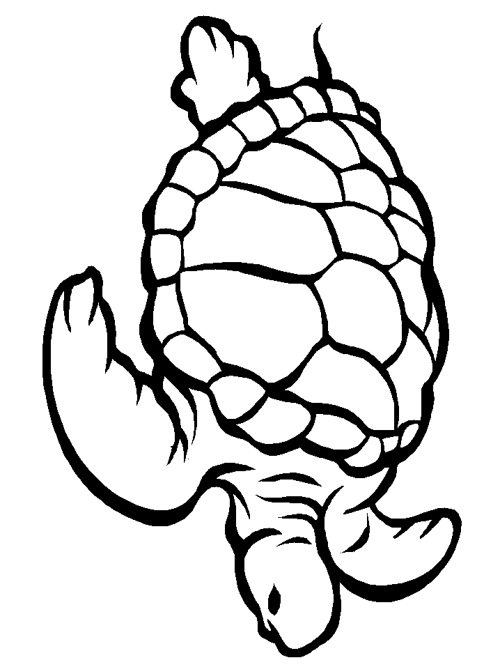 trendy turtle coloring pages printable jpg