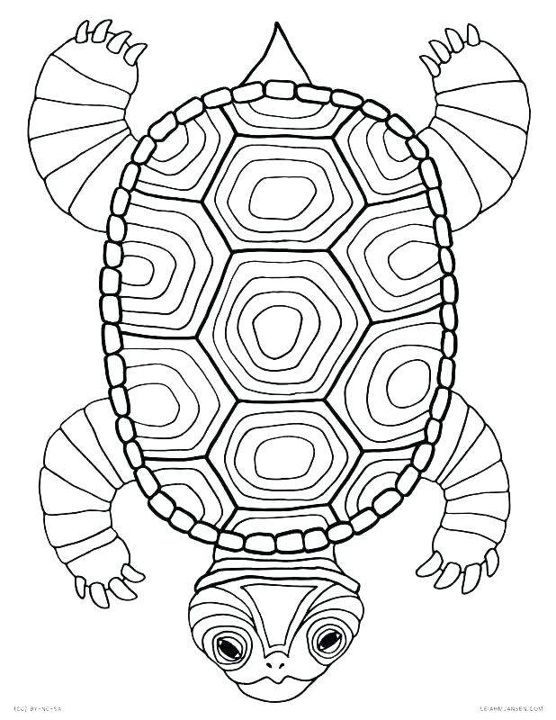 educational turtle coloring pages printable jpg