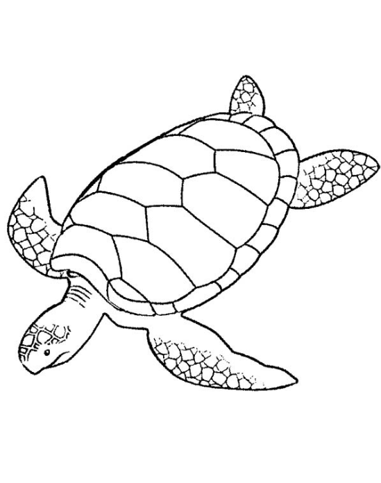 39+ Cute Turtle Coloring Pages Printable