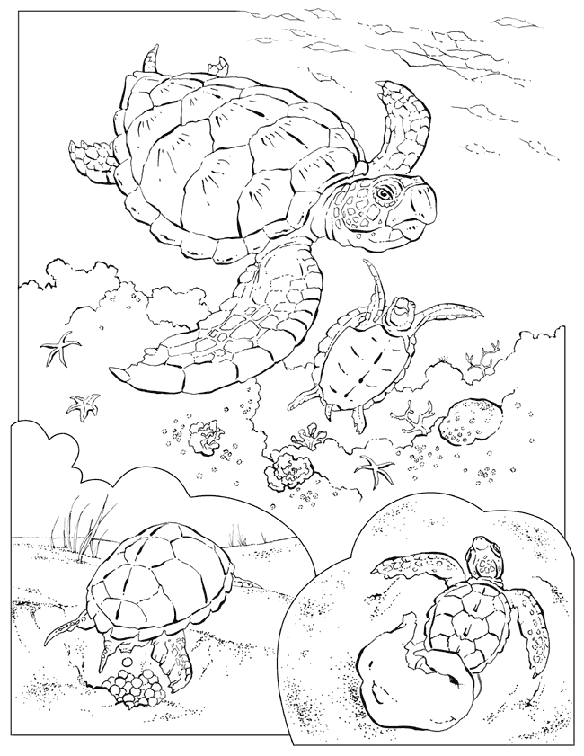 4+ Free Turtle Coloring Pages Printable