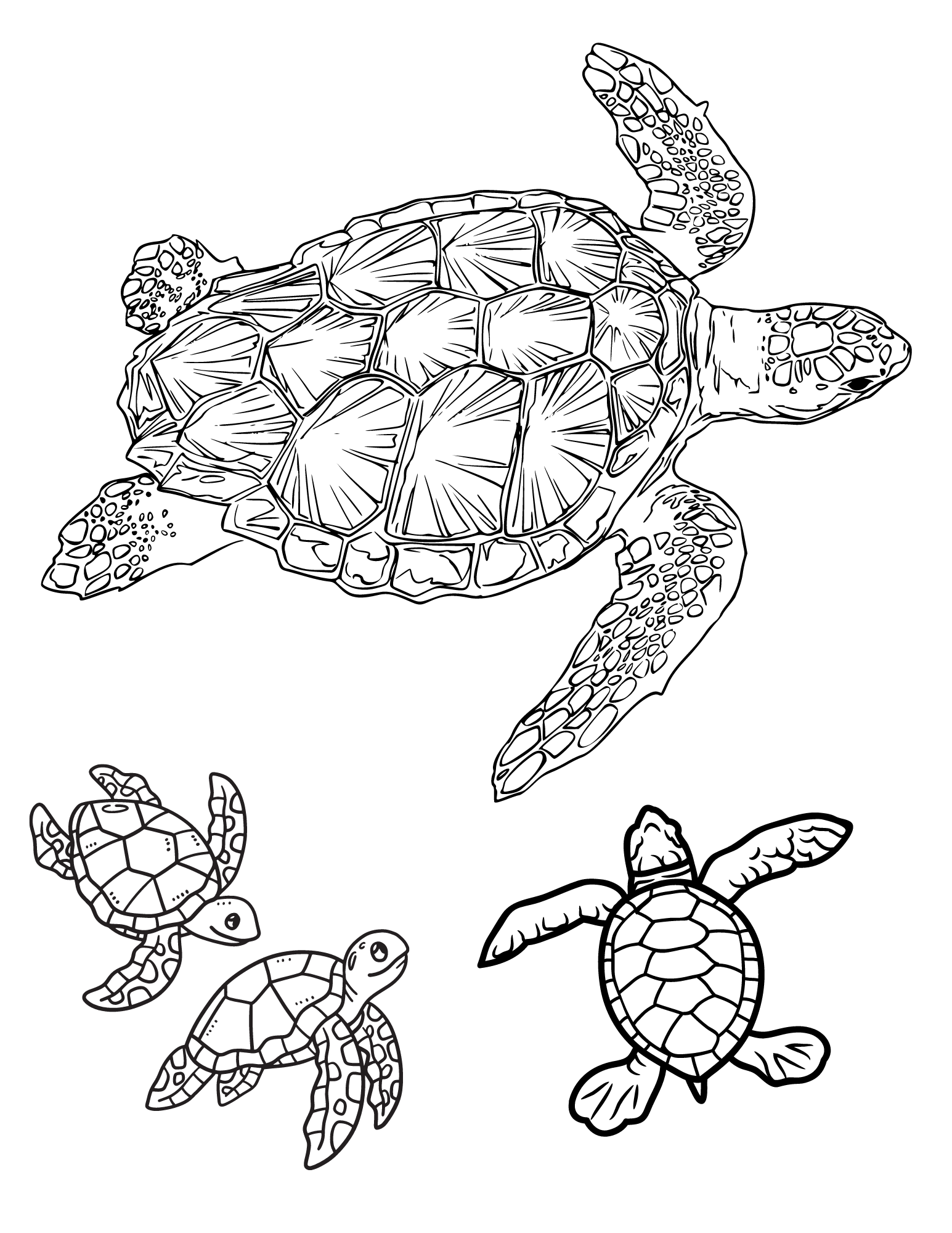 5+ Adorable Turtle Coloring Pages Printable