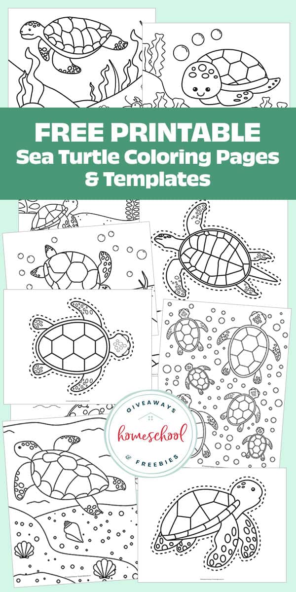 new turtle coloring pages printable jpg