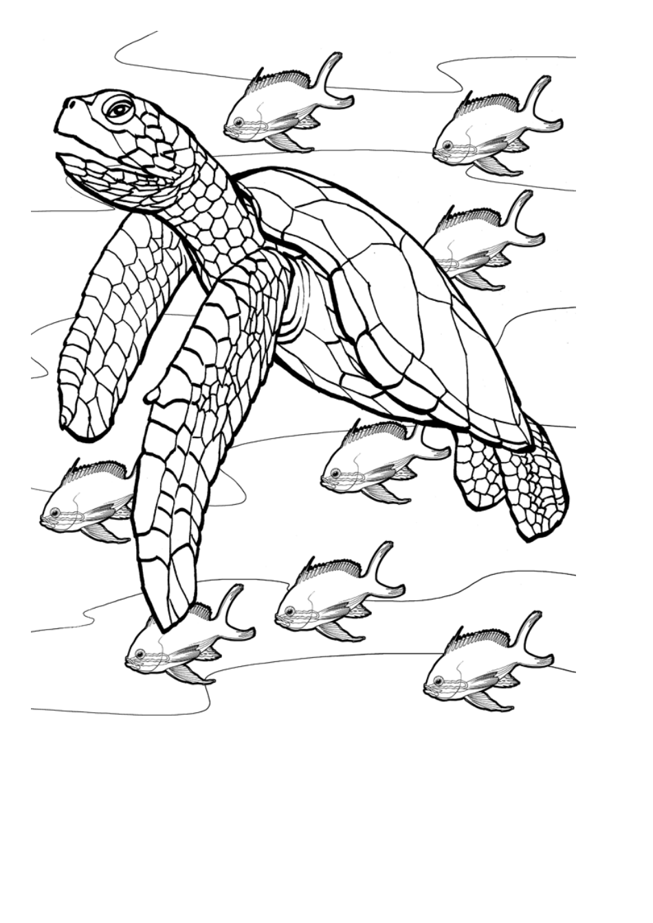 64+ Artistic Turtle Coloring Pages Printable