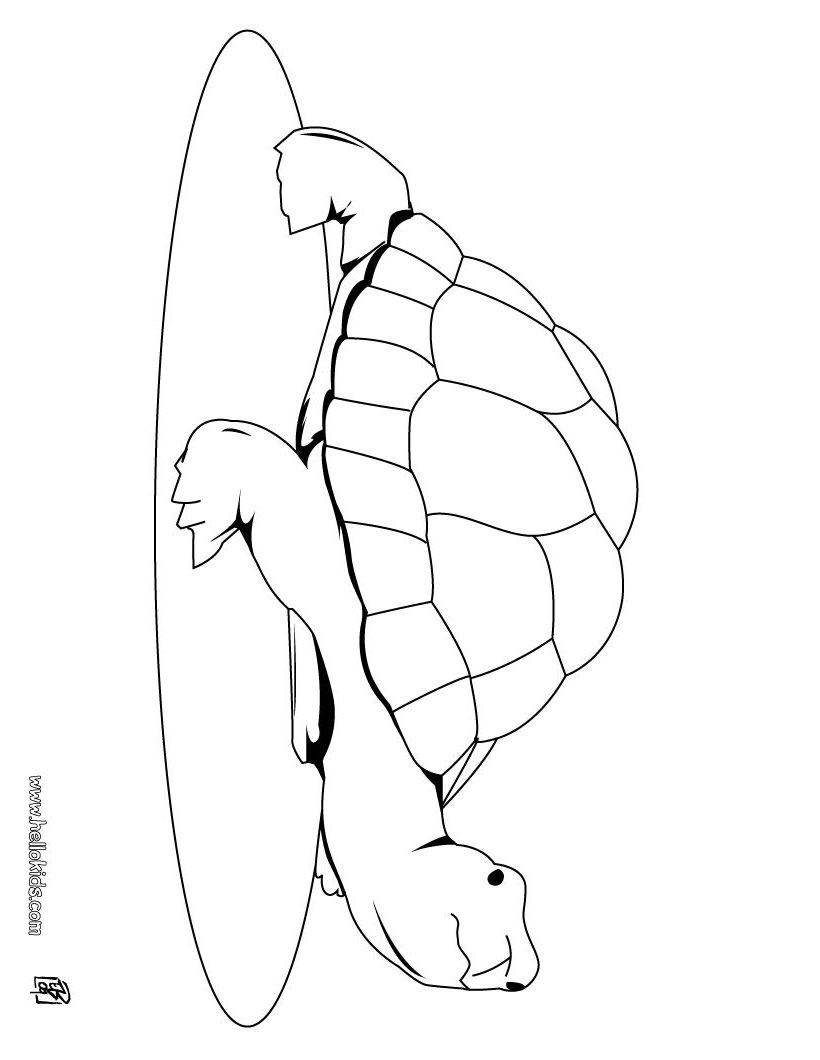 65+ New Turtle Coloring Pages Printable