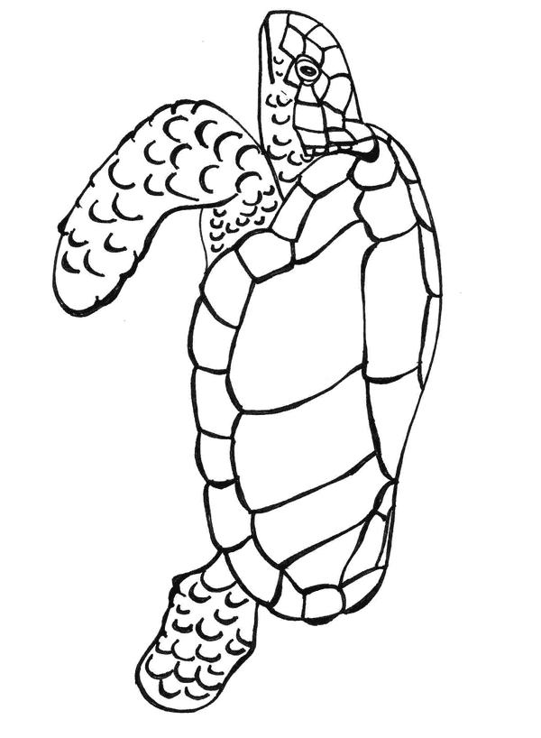 66+ Relaxing Turtle Coloring Pages Printable