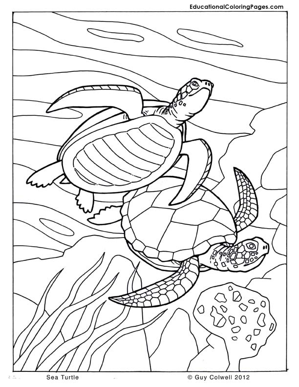 free turtle coloring pages printable jpg