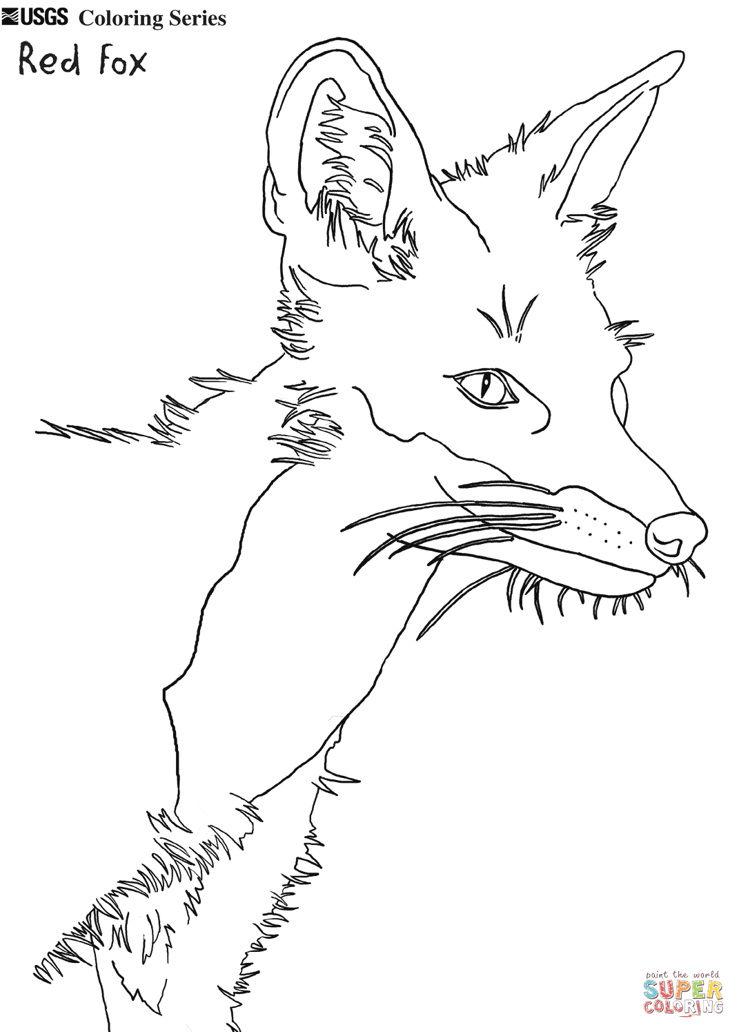 45+ Realistic Fox Coloring Pages Simple