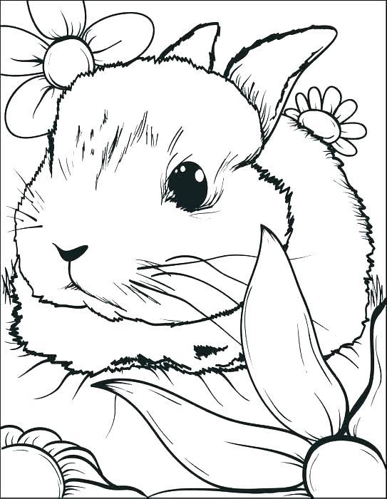 32+ Free Bunny Coloring Pages Colored