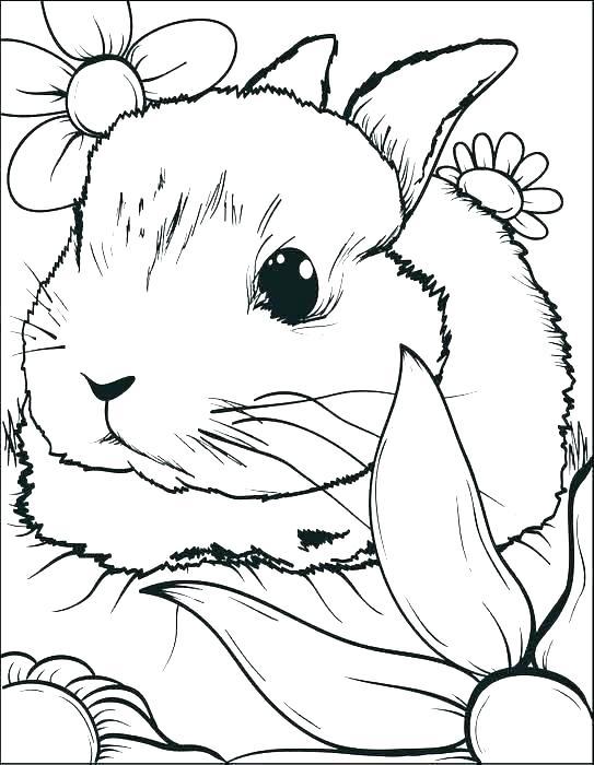 35+ Printable Bunny Coloring Pages Line Art