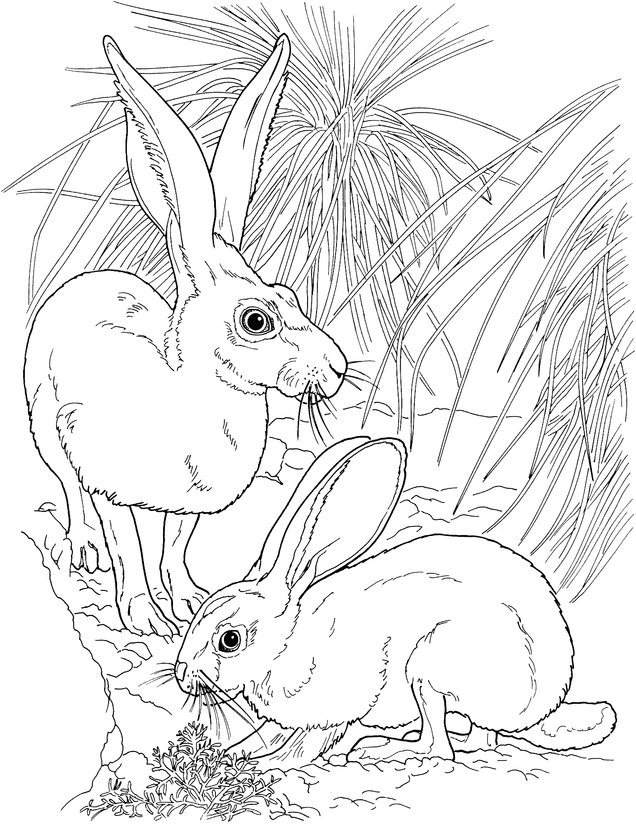 31+ Free Bunny Coloring Pages Free Printable