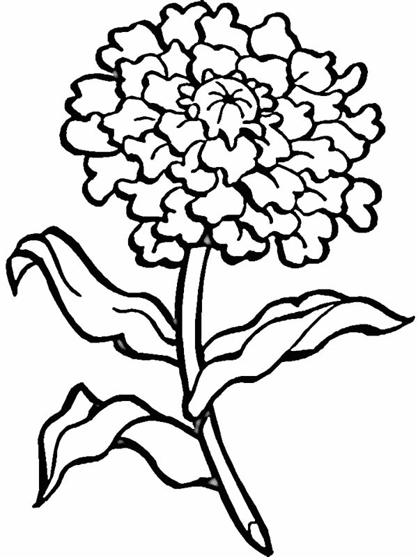 120 Vibrant Marigold Coloring Pages Printable 93